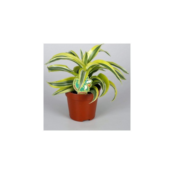 Фото Драцена лемон лайм d12; н20