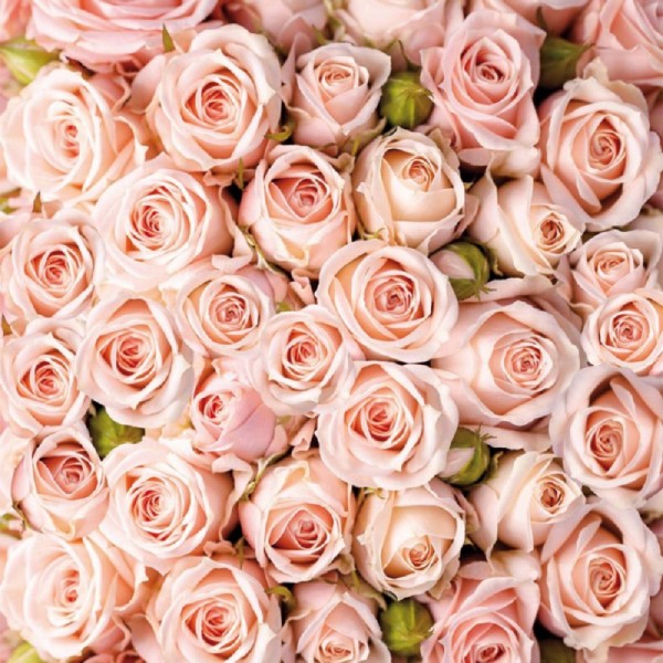 Фото Фотообои розы х5 премиум 194*204см /6 листов/