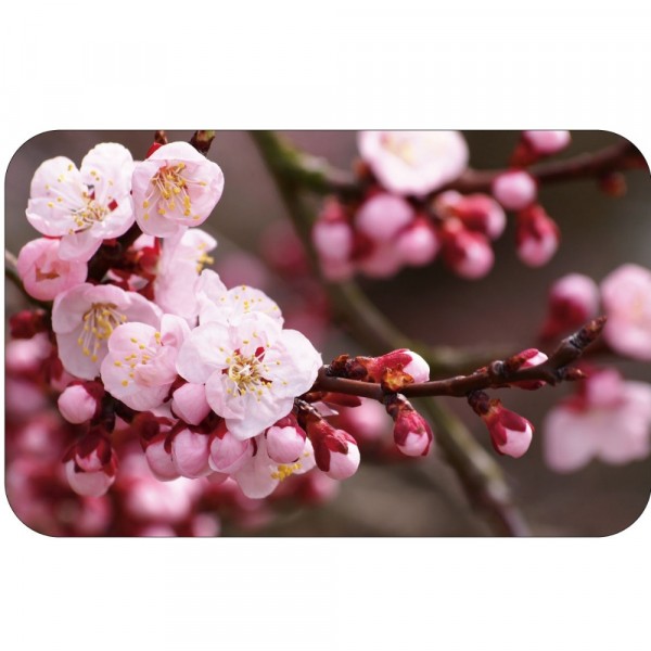 Фото Салфетка сервировочная 26х41см сакура пвх