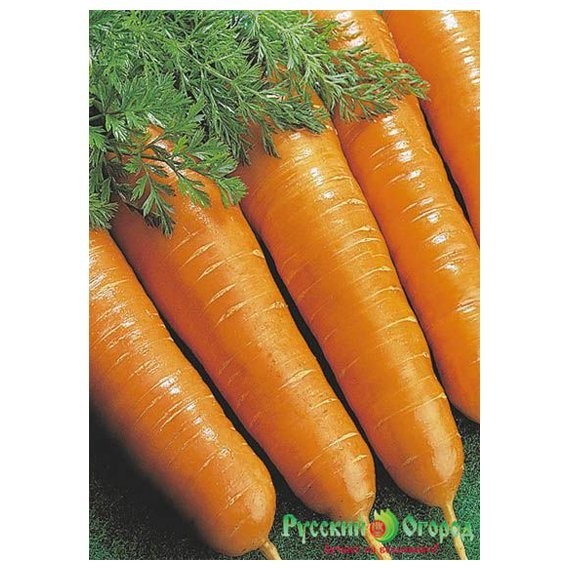 Фото Морковь витаминная 6 413013