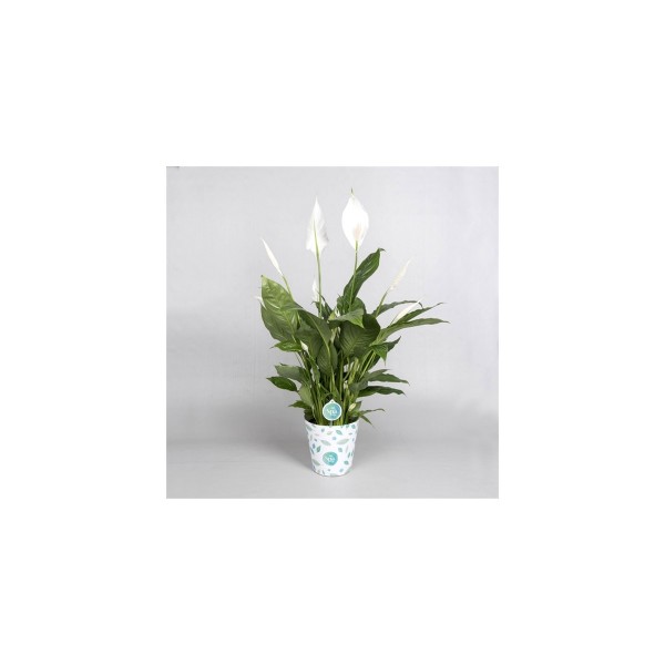 Фото Спатифиллум d17