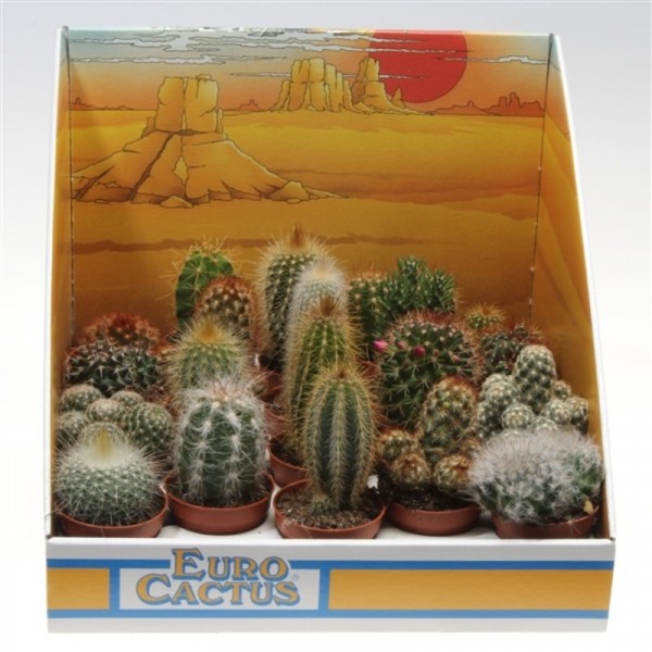 Фото Кактус микс d5; h8