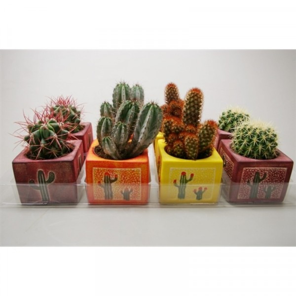 Фото Кактус микс керамика d10; h20