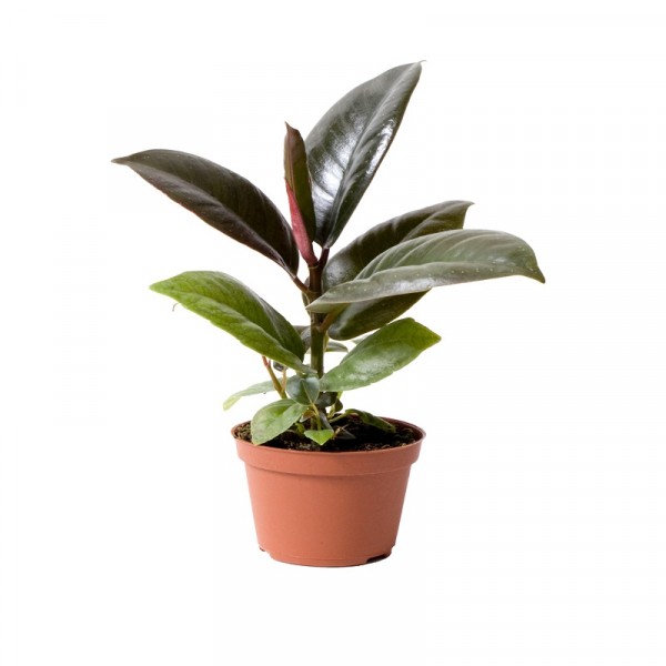 Фото Фикус робуста d12