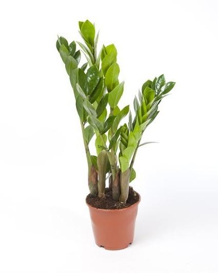 Замиокулькас d12 h35