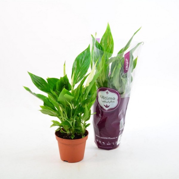 Фото Спатифиллум d13 h60