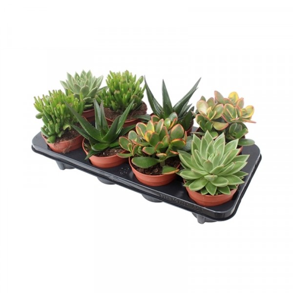 Фото Суккулентный микс d12