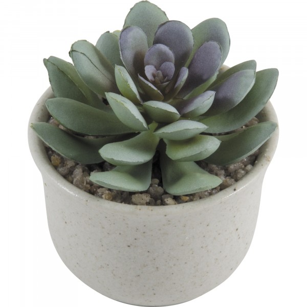 Фото Горшок эхеверия