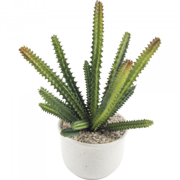 Фото Горшок разновидность семейства суккулентовых 19см