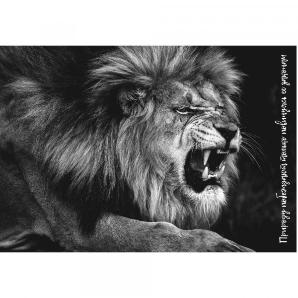Фото Постер 47х68см лев на вспененном пвх
