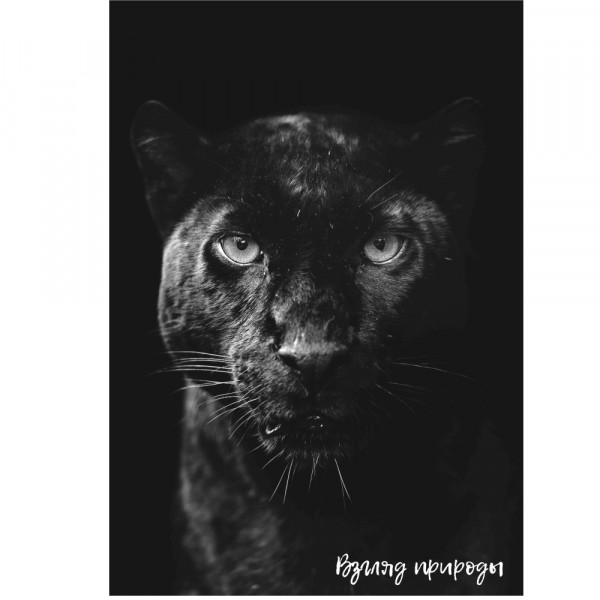 Фото Постер 47х68см пантера на вспененном пвх