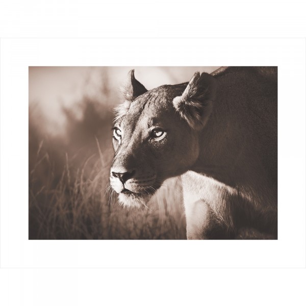 Фото Постер 30х40 safary jam 7828