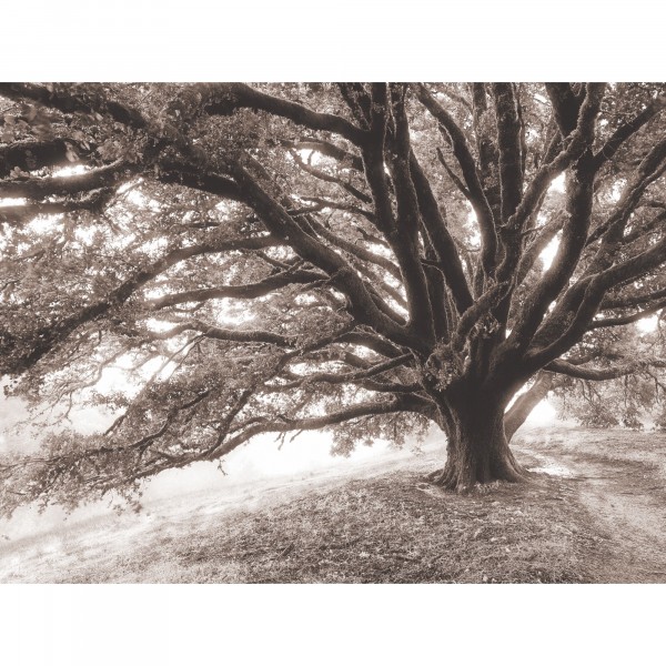 Фото Постер 30х40 safary jam 7826