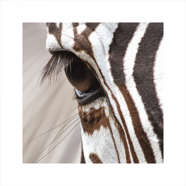 Фото Постер 30х30 safary jam 7827