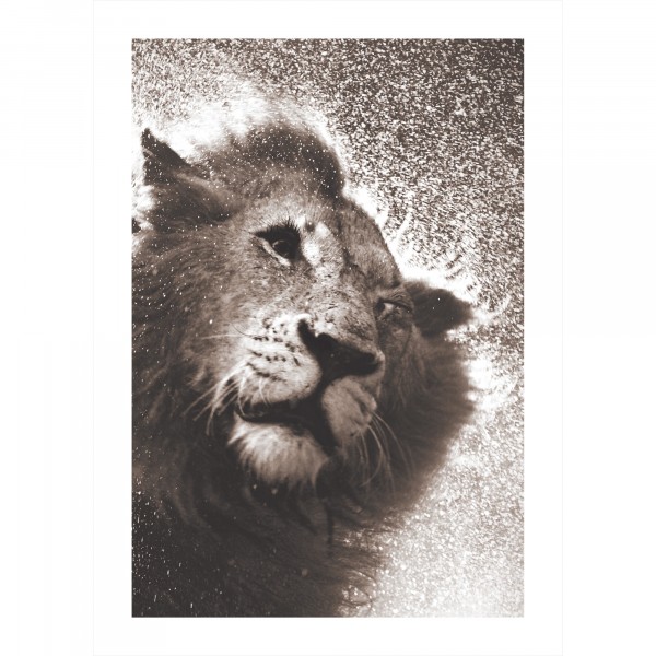 Фото Постер 50х70 safary jam 7825