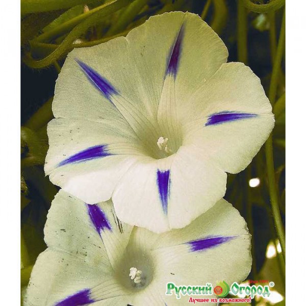 Фото Ипомея млечный путь 702659