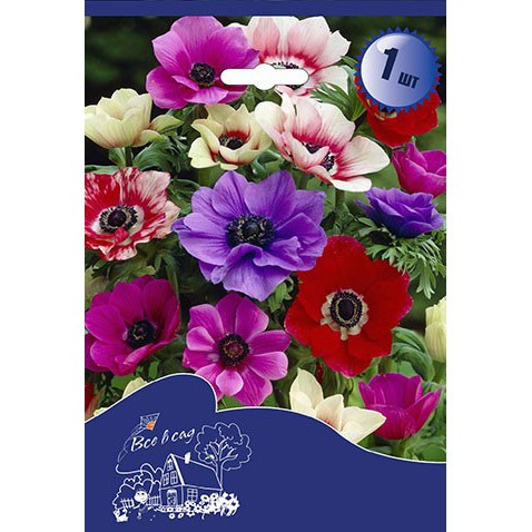 

анемона де каен, луковицы 8шт 020577