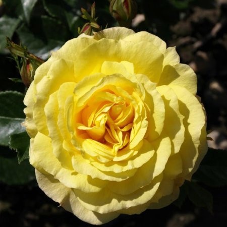 

роза флорибунда йеллоу саммер (в тубе)