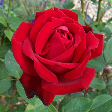 

роза флорибунда ред эмпаер (в тубе)