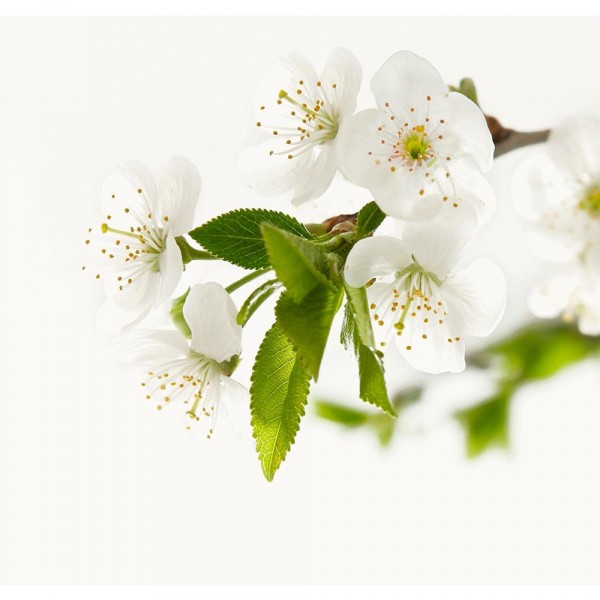 Фото Фотообои белая нежность х 5 премиум 204*194см /6 листов/