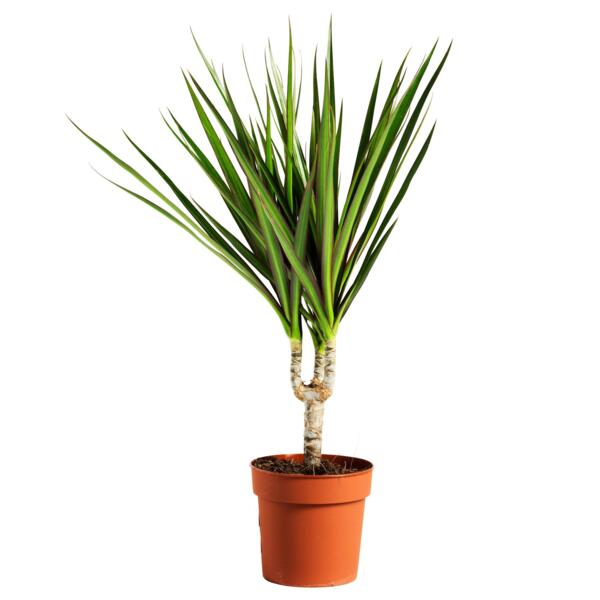 Драцена маргината биколор d11 h40