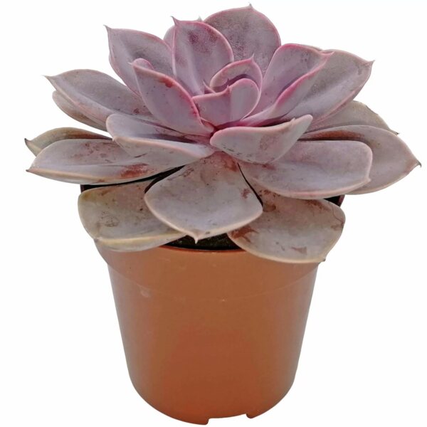 Фото Эхеверия микс d8,5