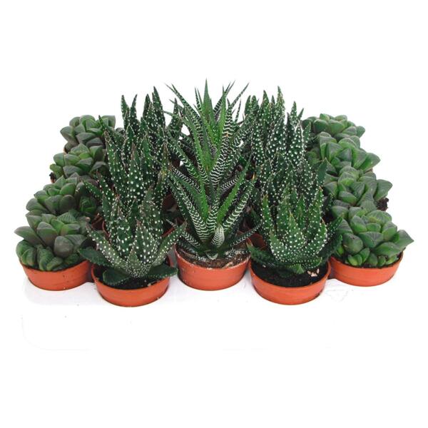 Фото Алое микс d10 h15