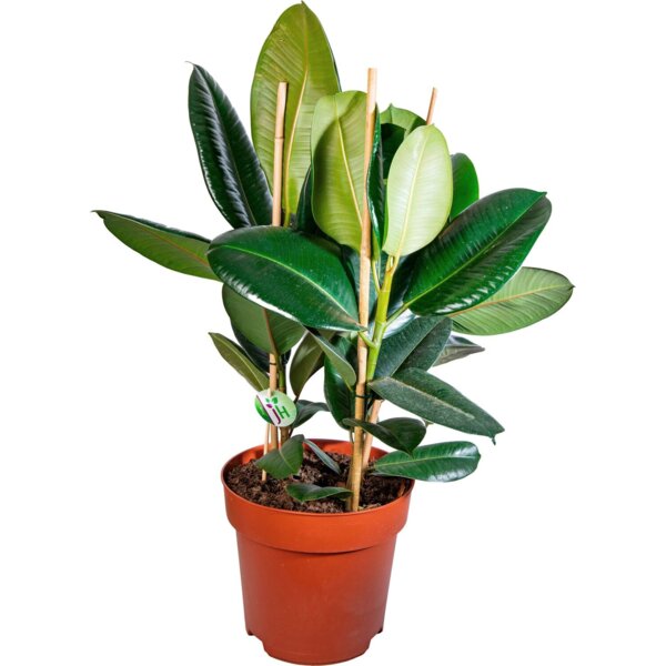 Фикус робуста d14 h40