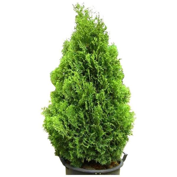 Фото Хамедорея элеганс d12