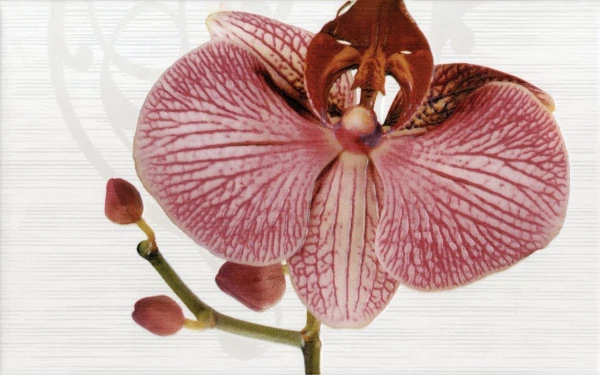 

панно fiori орхидея 40*100 377087