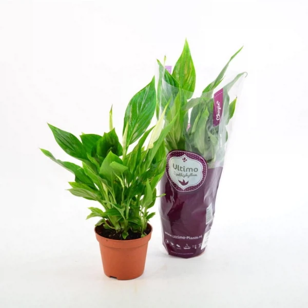 

спатифиллум d9 h30