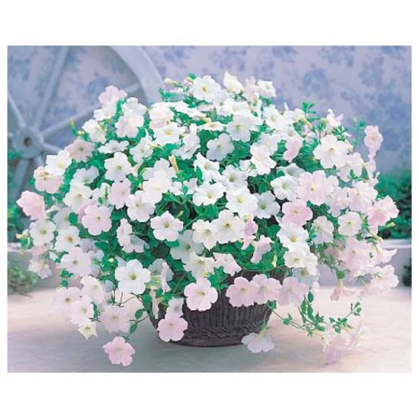 Петуния ампельная опера белая /5шт./