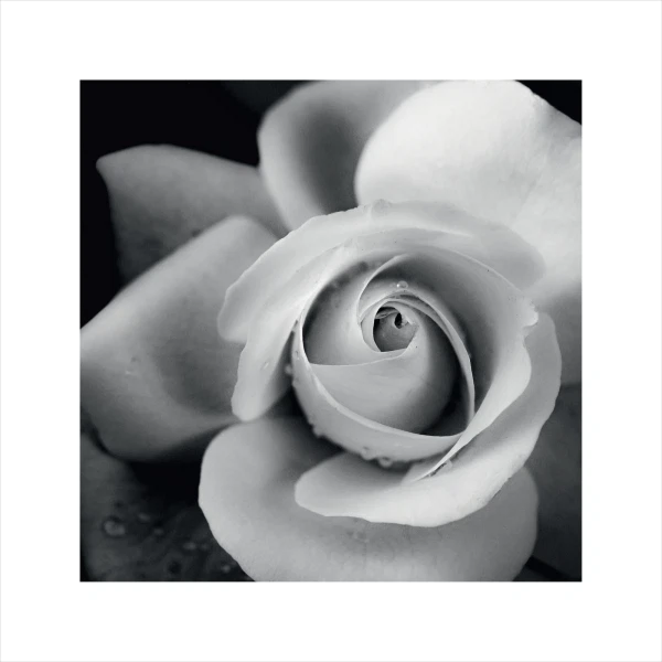 

постер 30х30 "black&white" 7817