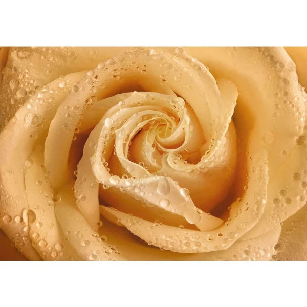 Фото Фотообои утренняя роза х 5 премиум 136*194см /4 листа/