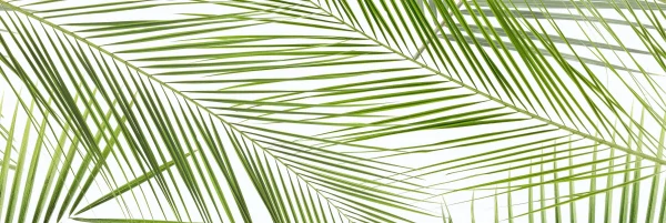 

декор панно brennero tropic (2) зеленый 50x75 51035