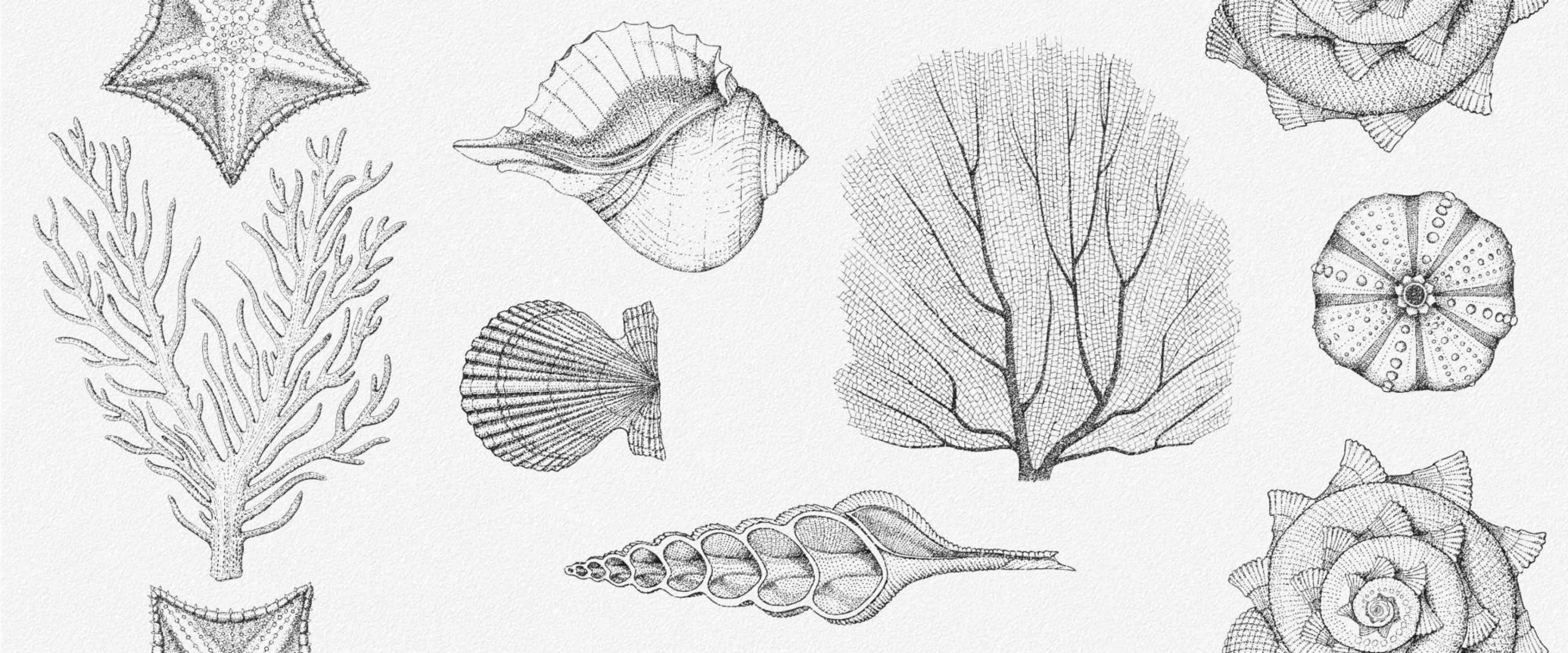 Изображение товара Плитка настенная Aqua white 25х60 матовая с морским орнаментом для ванной
