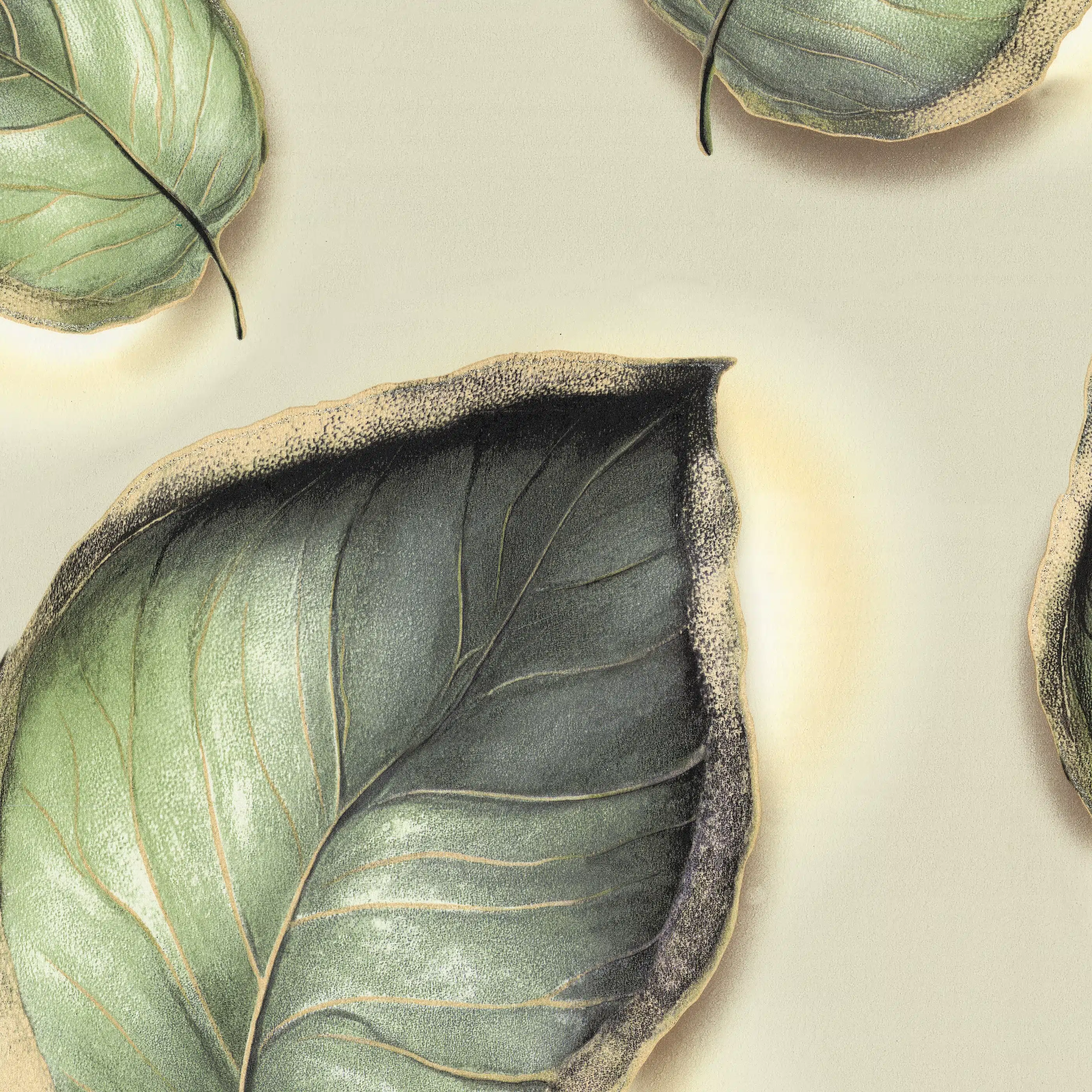 Изображение товара Обои флизелиновые Гербарий / Herbarium Monte Solaro, бежевые, 10,05x1,06м., 9328-02 Изображение товара Обои флизелиновые Гербарий / Herbarium Monte Solaro, бежевые, 10,05x1,06м., 9328-02